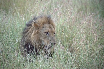 lion in the grass, Animal of Africa