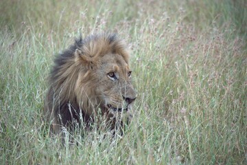 lion in the grass, Animal of Africa