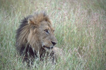 lion in the grass, Animal of Africa