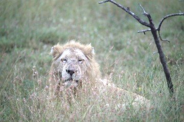 lion in the grass, Animal of Africa