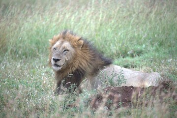 lion in the grass, Animal of Africa