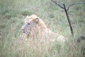lion in the grass, Animal of Africa