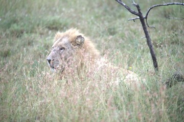 lion in the grass, Animal of Africa