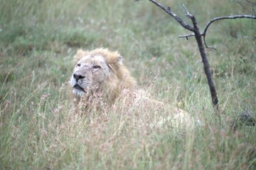 lion in the grass, Animal of Africa