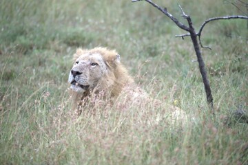 lion in the grass, Animal of Africa