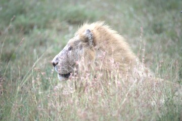 lion in the grass, Animal of Africa