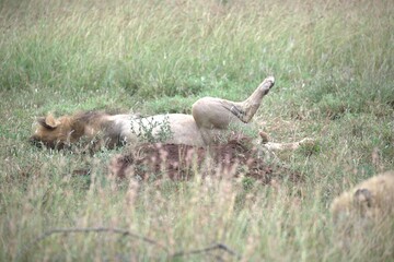 lion in the grass, Animal of Africa