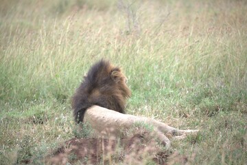 lion in the grass, Animal of Africa