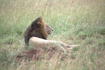 lion in the grass, Animal of Africa