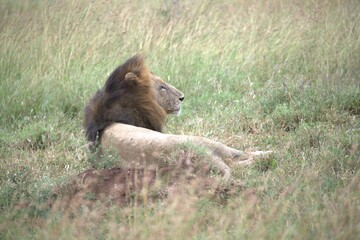lion in the grass, Animal of Africa