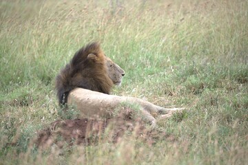 lion in the grass, Animal of Africa