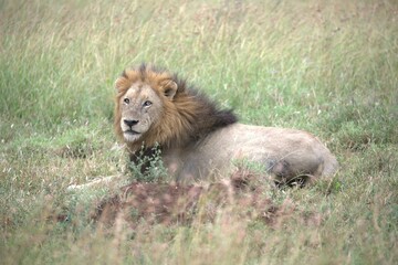 lion in the grass, Animal of Africa
