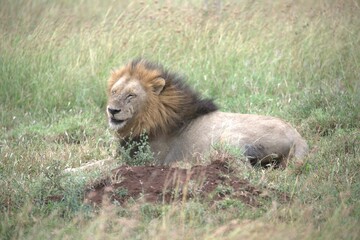 lion in the grass, Animal of Africa