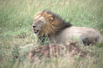 lion in the grass, Animal of Africa