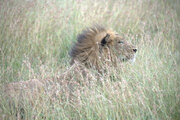 lion in the grass, Animal of Africa