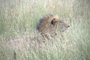lion in the grass, Animal of Africa