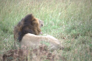 lion in the grass, Animal of Africa