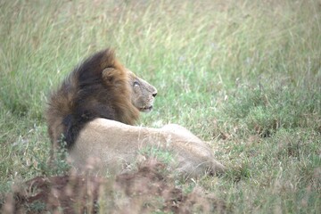 lion in the grass, Animal of Africa