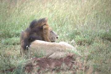 lion in the grass, Animal of Africa