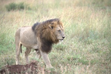 lion in the grass, Animal of Africa