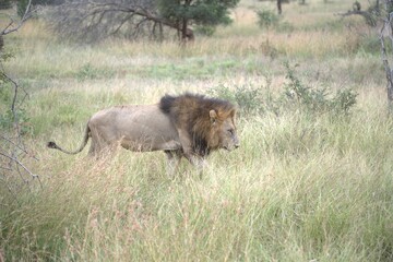 lion in the grass, Animal of Africa