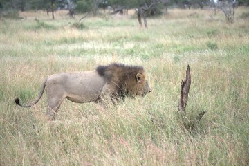 lion in the grass, Animal of Africa