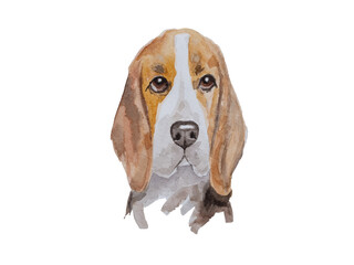 Watercolor portrait of a beagle. Hunting dog breeds. Illustration with a pet. A hound developed in Britain  