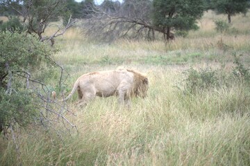 lion in the grass, Animal of Africa