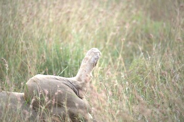 lion in the grass, Animal of Africa