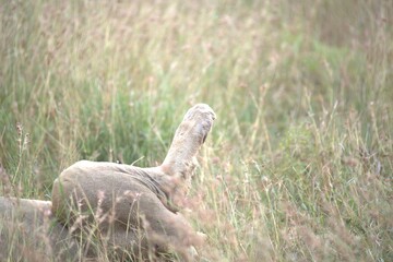 lion in the grass, Animal of Africa