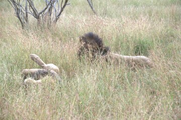 lion in the grass, Animal of Africa