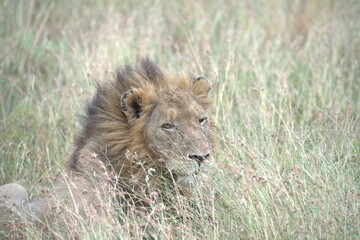 lion in the grass, Animal of Africa