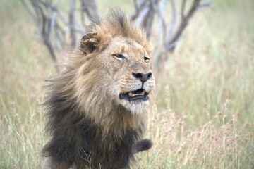 lion in the grass, Animal of Africa