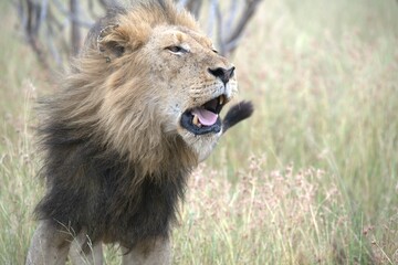 lion in the grass, Animal of Africa