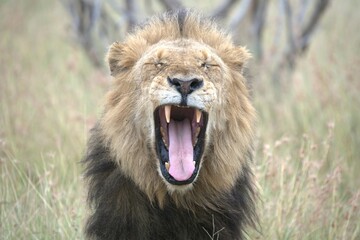 lion in the grass, Animal of Africa