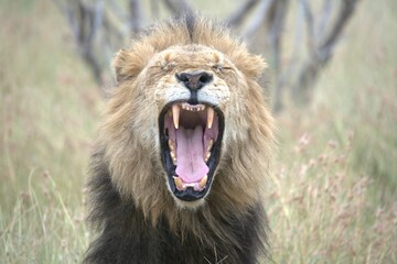 lion in the grass, Animal of Africa
