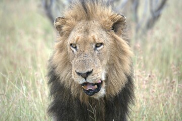 lion in the grass, Animal of Africa