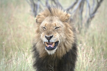 lion in the grass, Animal of Africa