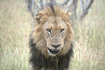 lion in the grass, Animal of Africa