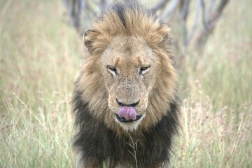 lion in the grass, Animal of Africa