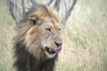 lion in the grass, Animal of Africa