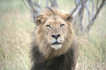 lion in the grass, Animal of Africa
