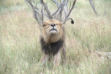 lion in the grass, Animal of Africa