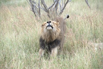 lion in the grass, Animal of Africa