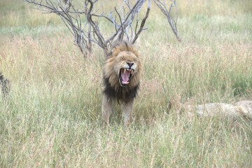 lion in the grass, Animal of Africa