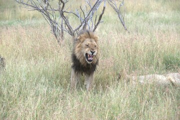 lion in the grass, Animal of Africa