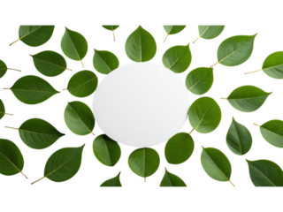 Lush green leaves encircling a pristine white circle, natural frame of beauty white