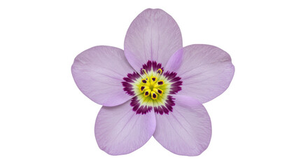 Fototapeta premium Isolated Flower