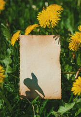 Vintage empty paper lies on green leaves of a plant with dandelion flower, creating a rustic and natural background. The weathered sheet offering an eco-friendly texture