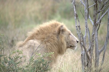 lion in the grass, Animal of Africa